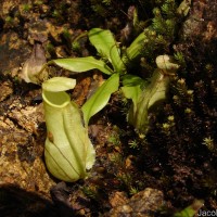 Nepenthes distillatoria L.